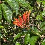 Isertia coccinea Flower