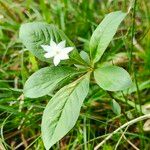 Lysimachia europaea Plante entière