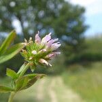 Trifolium squamosum Çiçek