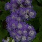 Ageratum houstonianumBlüte