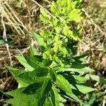 Solidago altissima পাতা