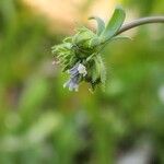 Linaria micrantha Flower