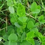 Vicia pisiformis Blatt