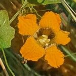 Momordica boivinii Flor