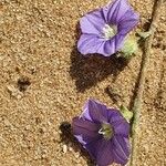 Evolvulus alsinoides Flower