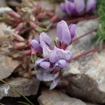 Oxytropis helvetica