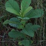 Crotalaria spectabilis Leaf