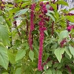 Amaranthus caudatusFruit