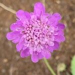 Scabiosa pyrenaica Fiore