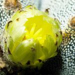 Astrophytum myriostigma Blomma