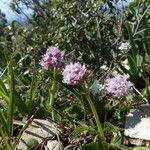 Valeriana tuberosa Elinympäristö