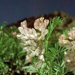 Vicia argentea Hábito