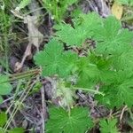 Geranium ocellatum Leaf