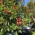 Erythrina crista-galli花