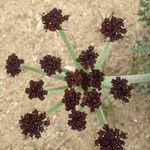 Lomatium mohavense Bloem