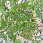 Physalis viscosa Blatt