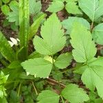 Oenanthe sarmentosa Leaf