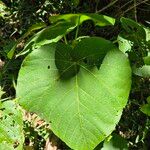 Neoboutonia macrocalyx Leaf