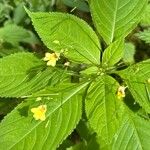 Impatiens parvifloraFlower