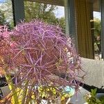 Allium cristophiiFlors