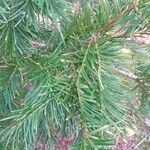 Torreya californica Hoja