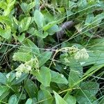 Orthilia secunda Flower