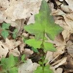 Lactuca muralis Leaf
