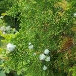 Juniperus virginiana Кветка