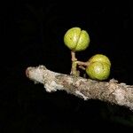 Iryanthera juruensis Fruit