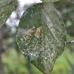 Cordia africana Leaf