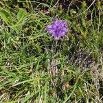 Phyteuma hemisphaericumFlower