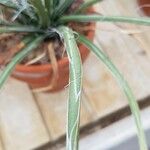 Agave toumeyana Hostoa