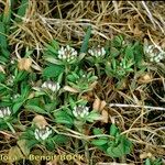 Trifolium bocconei Natur