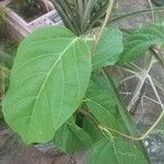 Passiflora ligularis Leaf