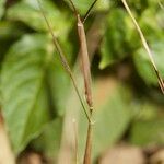 Sporobolus vaginiflorus Rhisgl