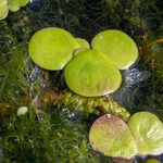 Spirodela polyrhiza Blad