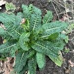 Dipsacus sativus Leaf