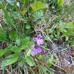 Pinguicula grandiflora Flor