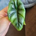 Alocasia sinuata Leaf