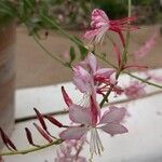 Oenothera gauraBlomst