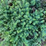 Galium maritimum Leaf