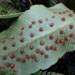 Dryopteris sieboldii Fruit