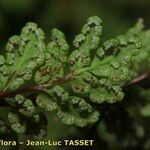 Hemionitis pteridioides Fruit