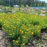 Coreopsis lanceolataЦвят