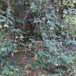 Rothmannia whitfieldii Habit