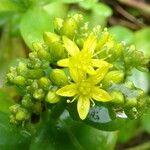 Sedum spathulifolium Blomst