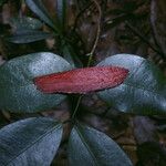 Hieronyma oblonga Hoja