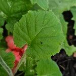 Primula malacoides Leaf