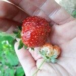 Fragaria × ananassaПлід