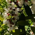 Robinia pseudoacaciaFlors